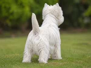West Highland White Terrier — rear