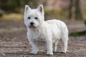 West Highland White Terrier — senior