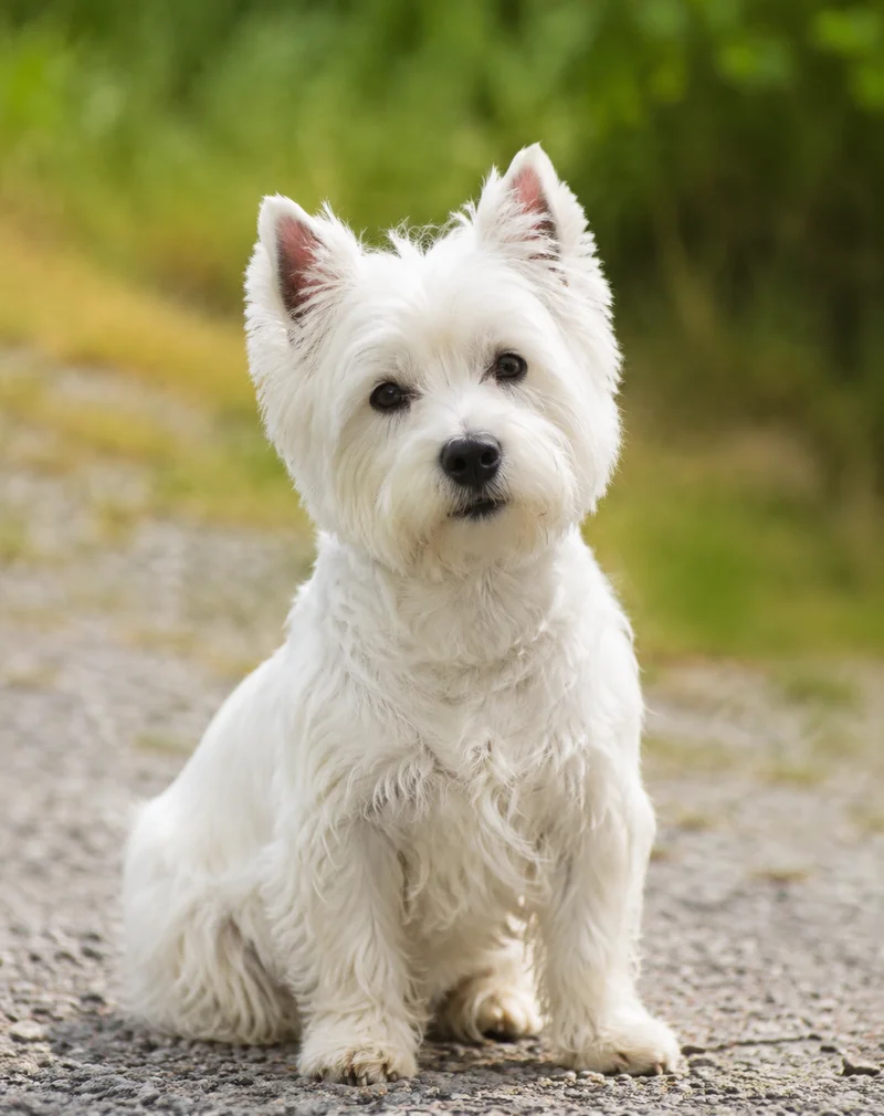 West Highland White Terrier — sitting