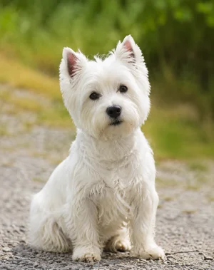 West Highland White Terrier — sitting