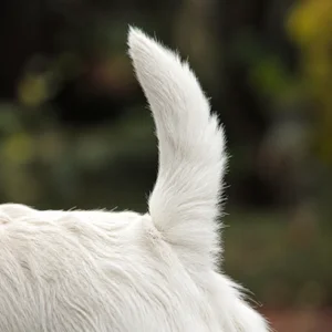 West Highland White Terrier — tail