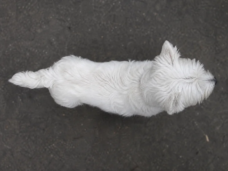West Highland White Terrier — top