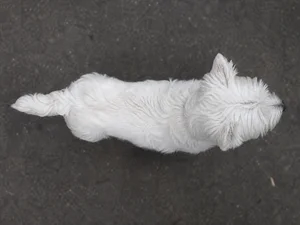 West Highland White Terrier — top
