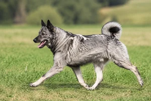 West Siberian Laika — running