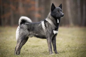 West Siberian Laika — adult