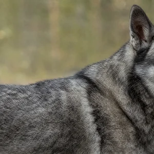 West Siberian Laika — coat texture