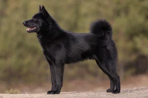 West Siberian Laika — Black coat