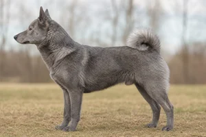 West Siberian Laika — Grey coat