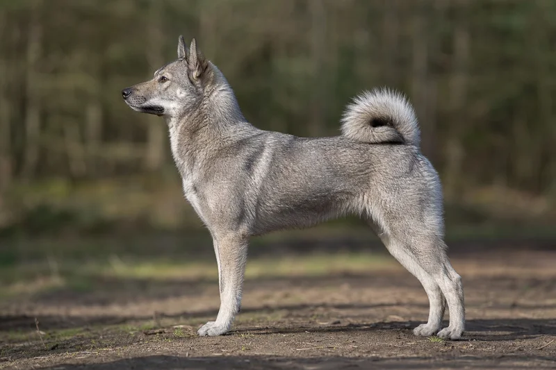 West Siberian Laika — Red-grey coat