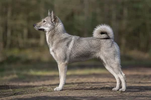 West Siberian Laika — Red-grey coat