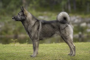 West Siberian Laika — Sable coat