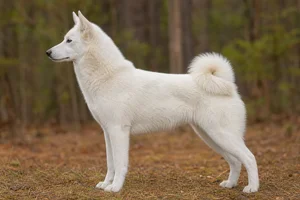 West Siberian Laika — White coat