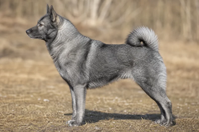 West Siberian Laika — Wolf-grey coat