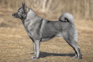 West Siberian Laika — Wolf-grey coat