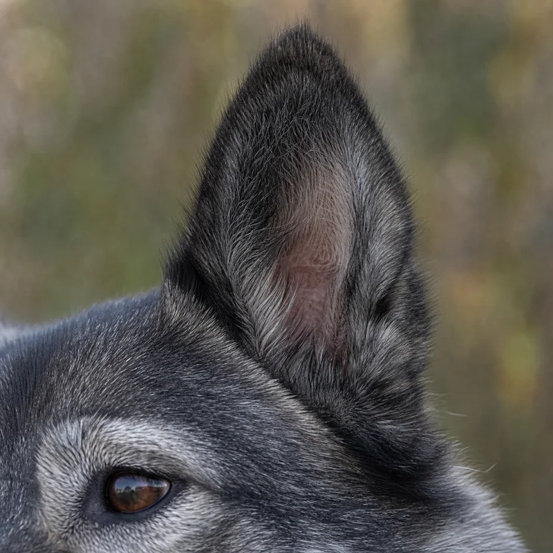 West Siberian Laika — ears