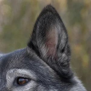 West Siberian Laika — ears