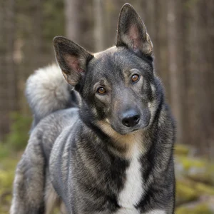 West Siberian Laika — alert
