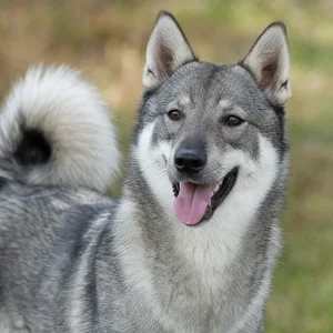 West Siberian Laika — happy
