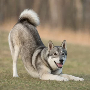 West Siberian Laika — playful