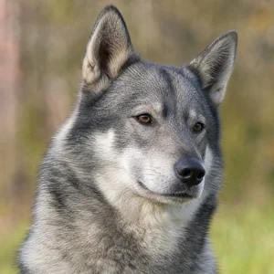 West Siberian Laika — relaxed