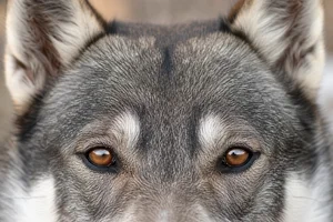 West Siberian Laika — eyes