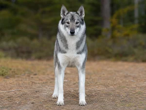 West Siberian Laika — front