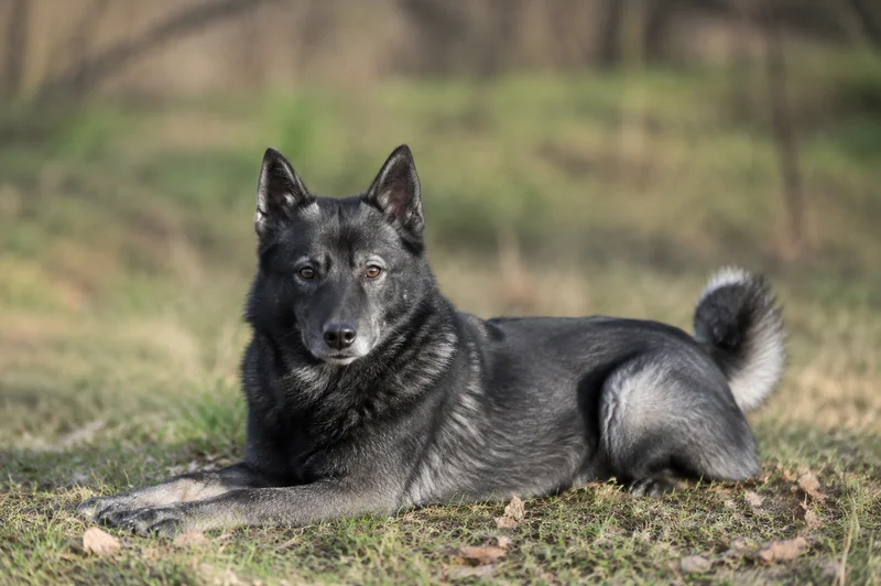 West Siberian Laika — lying down