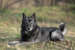 West Siberian Laika — lying down