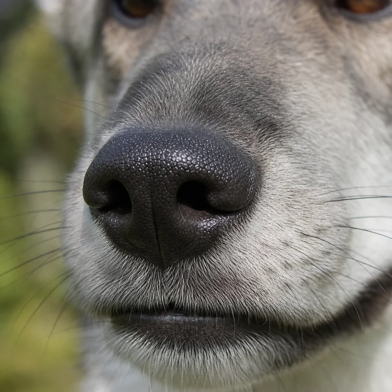 West Siberian Laika — nose