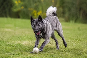 West Siberian Laika — playing