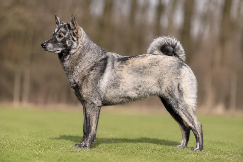 West Siberian Laika — side
