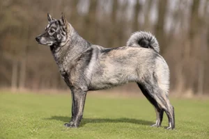 West Siberian Laika dog