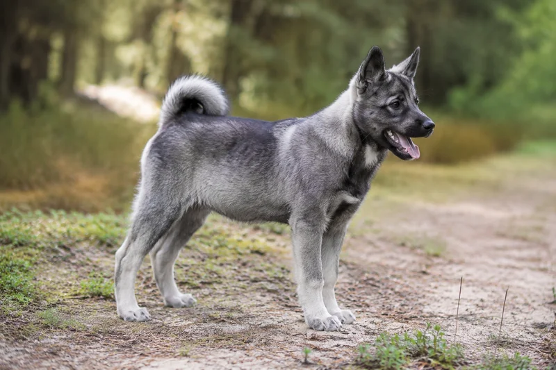 West Siberian Laika — puppy (~4 mo)