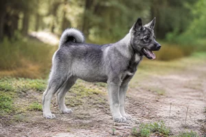 West Siberian Laika — puppy (~4 mo)