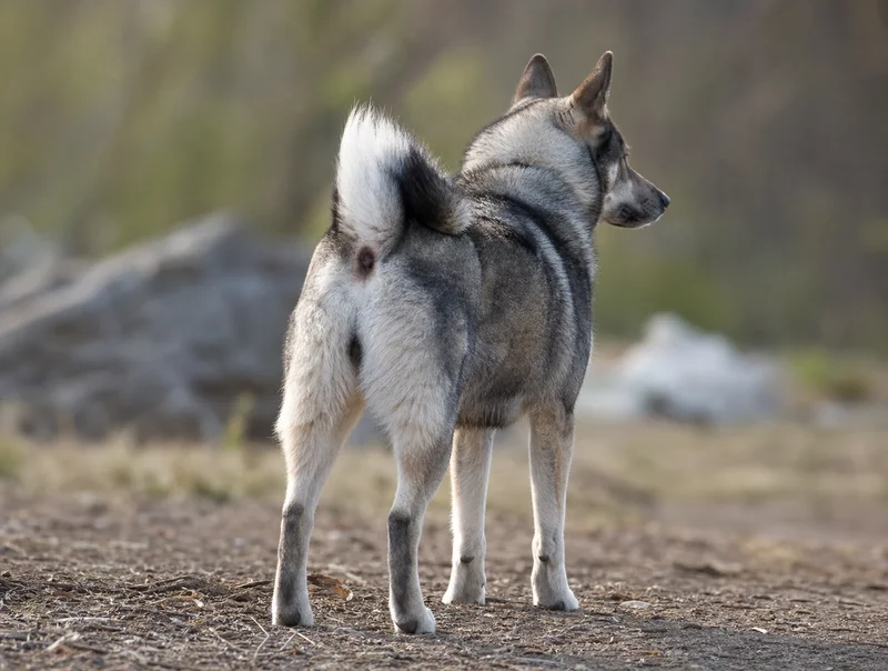 West Siberian Laika — rear