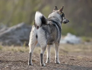 West Siberian Laika — rear