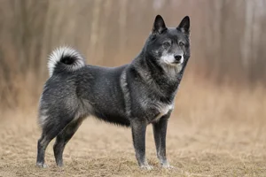 West Siberian Laika — senior
