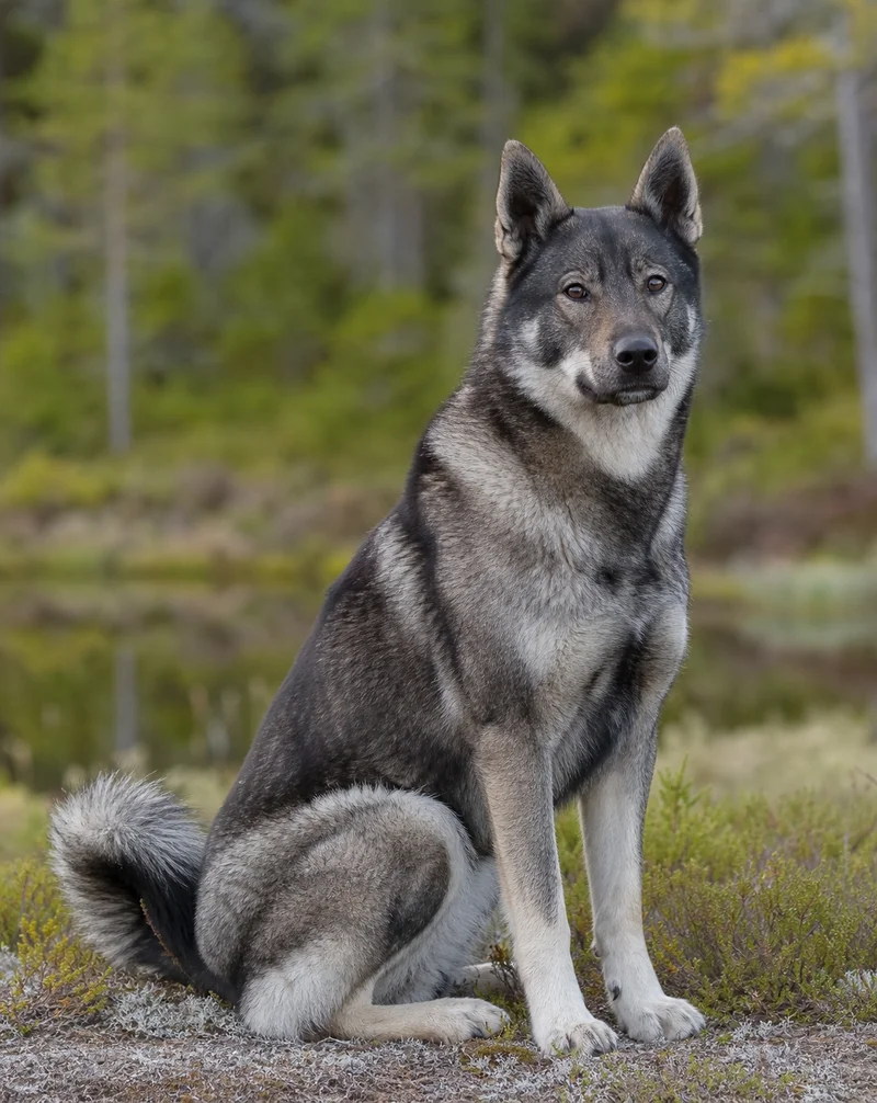 West Siberian Laika — sitting