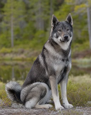 West Siberian Laika — sitting