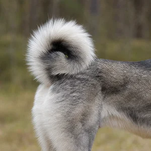 West Siberian Laika — tail