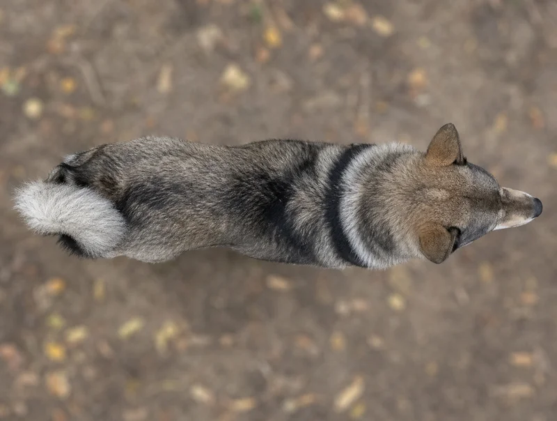West Siberian Laika — top
