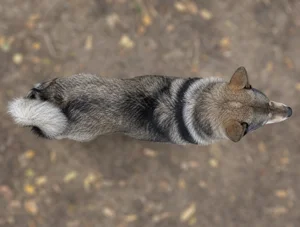 West Siberian Laika — top