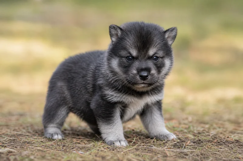 West Siberian Laika — young puppy (~1 mo)