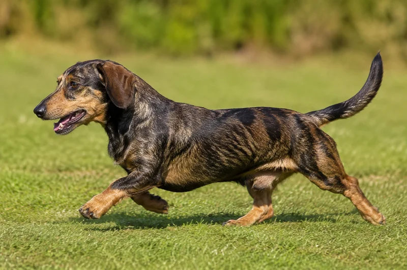 Westphalian Dachsbracke — running