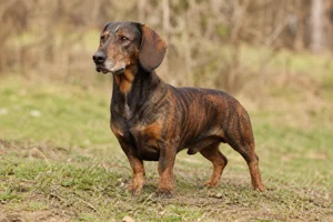 Westphalian Dachsbracke — adult