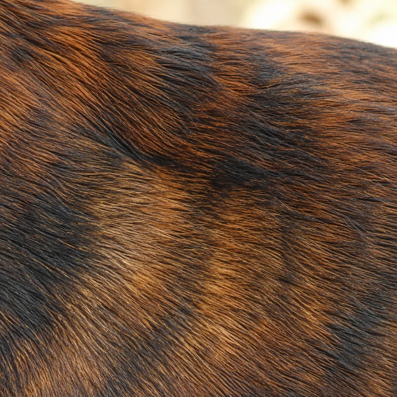 Westphalian Dachsbracke — coat texture