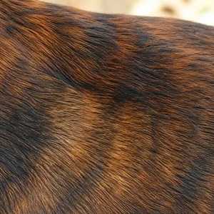 Westphalian Dachsbracke — coat texture