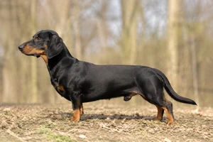 Westphalian Dachsbracke — Black and Tan coat