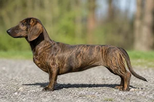 Westphalian Dachsbracke — Brindle coat