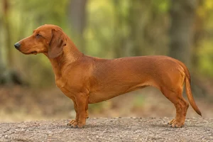 Westphalian Dachsbracke — Red coat